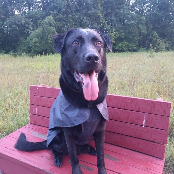 RuffWear Aira Rain Jacket Waterproof Dog Rain Coat Twilight Gray - Picture 9 of 9